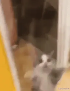 🥹 1c55131a gatto, animale, animale domestico, animale domestico, mammifero whatsapp sticker