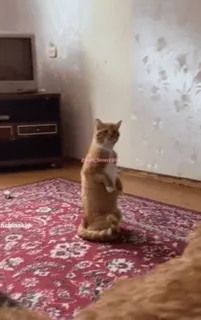 😈 1d54d4c9 gatto, gatto in piedi, animale domestico, animale da compagnia, animale whatsapp sticker