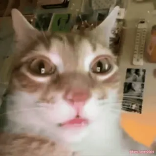 😳 336838be gatto, animale, animale domestico, gatto domestico, primo piano, mammifero, felino whatsapp sticker