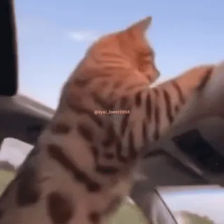 🤨 445ab40b lyoki_lover2604 gatto, animale, guidare, auto, animale domestico, carino, divertente whatsapp sticker
