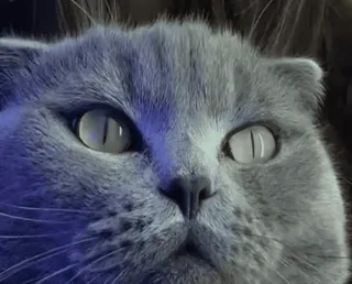 😼 44786369 gatto, gatto grigio, animale, animale domestico, mammifero, animale domestico whatsapp sticker