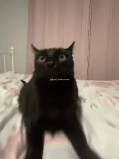 💼 48d43c02 @kystal_love2004 gatto, gatto nero, letto, animale, animale domestico whatsapp sticker