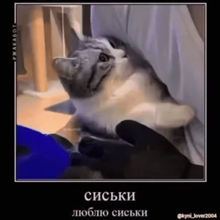 🥺 4ab4b4f5 СИСЬКИ
люблю сиськи gatto, meme, divertente, russo whatsapp sticker