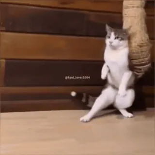 🥊 4adfda52 kyal_lover2004 gatto, divertente, in piedi, animale, carino, animale domestico, animale da compagnia whatsapp sticker