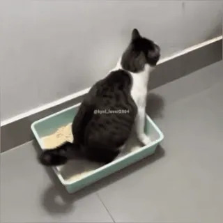 Да кто такой этот @kynik? whatsapp stickers