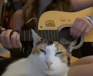 😴 6280a10d gatto, chitarra, musica, animale domestico, calico, strumento musicale, animale whatsapp sticker