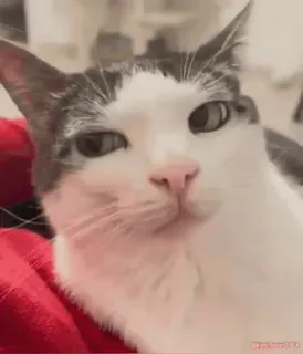 🤨 631f973a gatto, animale domestico, animale, meme, carino, divertente whatsapp sticker