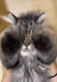 🌊 91dacae2 kyri_lover2004 gatto, meme, divertente, animale, carino whatsapp sticker