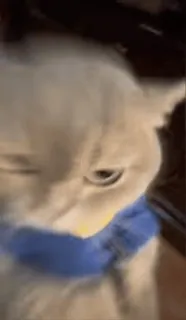 😡 93d25e96 gatto, animale, animale domestico, gatto domestico, carino, felino whatsapp sticker