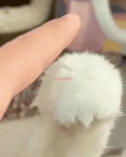 😻 945adba6 whatsapp sticker