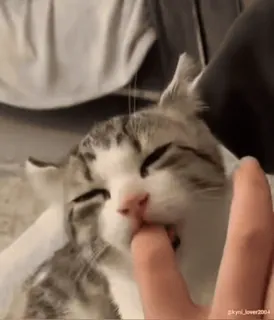 Да кто такой этот @kynik? telegram stickers