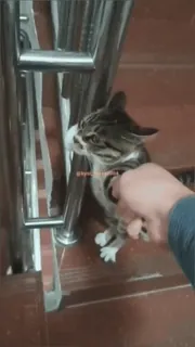 😡 a5421141 gatto, gattino, animale, scale, carino whatsapp sticker