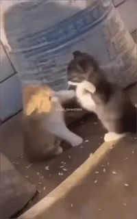 😡 a5640692 gatti, gattini, animali, giocando whatsapp sticker