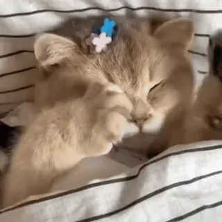 😼 a634d6b4 gatto, gattino, dormire, carino, animale, animale domestico whatsapp sticker