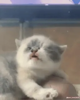 😝 b4129f20 gattino, gatto, carino, animale, animale domestico whatsapp sticker