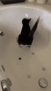 😱 bc369eca krystal_taddeo2004 gatto, bagno, animale domestico, divertente, carino, animale whatsapp sticker