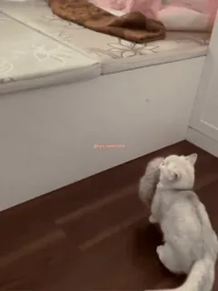 🤕 c83f9a0d gatto, animale domestico, animale, gatto bianco, gatto domestico, carino, giocherellone whatsapp sticker