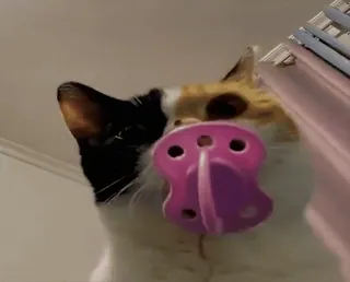 😼 c9746934 gatto, ciuccio, gattino, carino, animale, calico, gatto domestico whatsapp sticker