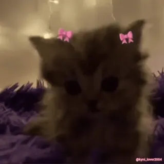 🎀 c99a7294 gattino, carino, gatto, fiocchi, animale domestico, animale, soffice whatsapp sticker