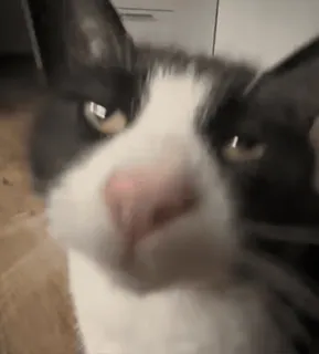 😐 d18c6e5e gatto, animale, animale domestico, animale domestico, mammifero, carino whatsapp sticker