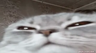 😼 de1f8651 kyni_lover2004 gatto, animale domestico, animale, carino, meme whatsapp sticker