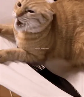 🤕 decd9ca1 @lysl_lover1984 gatto, animale domestico, animale, meme whatsapp sticker