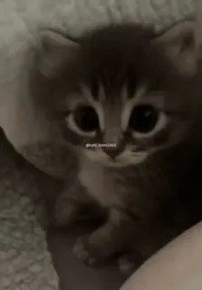 🥺 def1f21b @ari_love2264 gattino, gatto, carino, animale domestico, animale, domestico, soffice whatsapp sticker