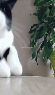 🎧 e1ca5236 gatto, pianta, animale domestico, casa whatsapp sticker