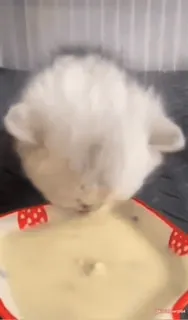 😖 e391cae5 gatto, gattino, animale domestico, animale, carino, latte, bevendo, ciotola whatsapp sticker