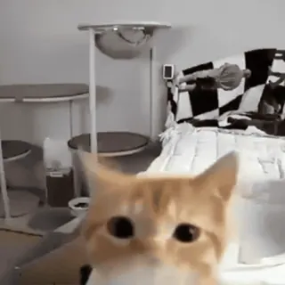 😡 e4cc8e4a gatto, animale, animale domestico, animale domestico, felino, gatto arancione whatsapp sticker