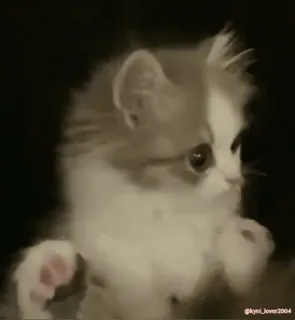 😳 f85ff14c gattino, gatto, carino, animale, animale domestico, animale da compagnia whatsapp sticker