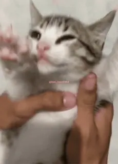 💃 f926b0b7 ryan_leonel1664 gatto, gattino, carino, animale domestico, animale whatsapp sticker