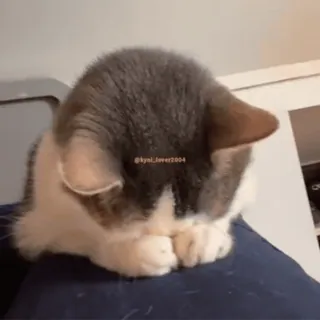 🫣 ff3167e4 @kynl_lover2004 gatto, animale, animale domestico, dormire whatsapp sticker