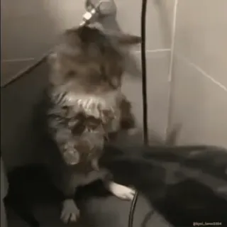 Кто такой @kynik? telegram stickers