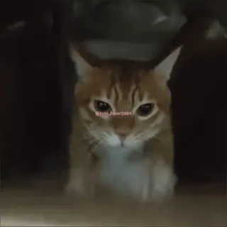 📦 1b22ee19 kynli_lover2004 kat, oranje cyperse kat, huisdier, dier, huiskat, katachtige telegram sticker