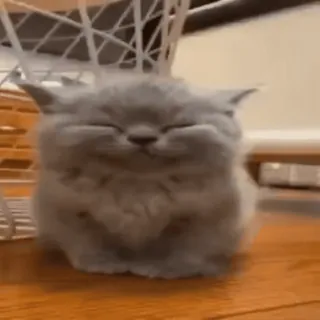 😌 2148f7a2 kat, kitten, schattig, dier, huisdier telegram sticker