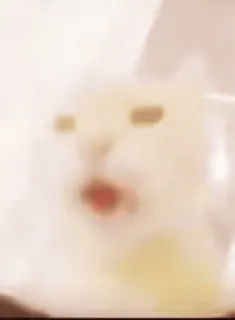 😨 35100f20 kat, meme, dier, huisdier, grappig, uitdrukking, schreeuwend telegram sticker