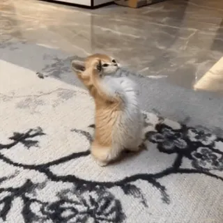 🫡 36207a4f Fennek, dier, schattig, grappig, dansend, oren telegram sticker