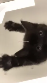 🥸 37b47943 username1234 zwarte kat, kitten, schattig, huisdier telegram sticker