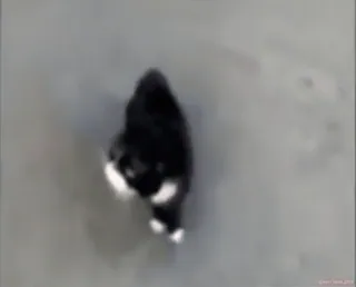 😡 436c3603 kat, dier, zwart wit, huisdier telegram sticker