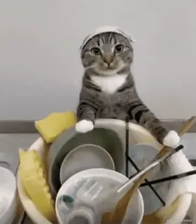 👩 5cb1fa75 kat, vaat, schoonmaken, huisdier, lief telegram sticker