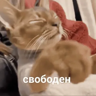 Кто такой @kynik? telegram stickers