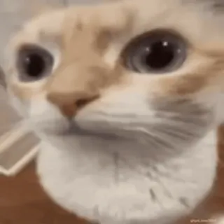 😳 7a07a614 kat, dier, huisdier, schattig, grappig, meme telegram sticker