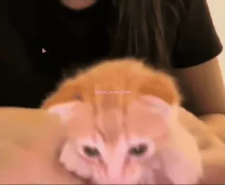 🍺 7a21887c kyun_lover1004 kat, huisdier, dier, oranje, huiskat, kitten, ogen telegram sticker