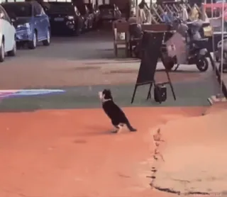 Кто такой @kynik? telegram stickers