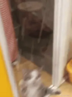 🥹 9cbee07f kat, dier, raam, huisdier, huisdier telegram sticker