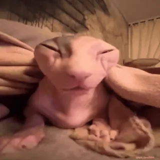 Кто такой @kynik? telegram stickers