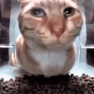 😳 a6f473bd kat, schattig, dier, huisdier, grappig, eten, hongerig telegram sticker