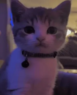 🥺 b83e18c9 kat, kitten, huisdier, dier, huisdier, schattig telegram sticker