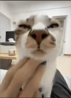 Кто такой @kynik? telegram stickers